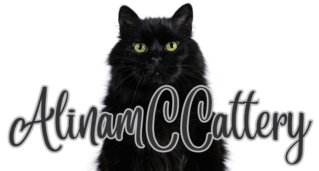 Why Maine Coon Cats Make the Perfect Family Companions